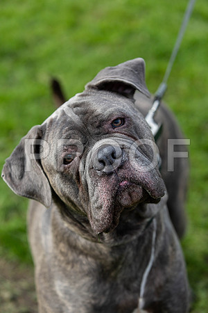 112_HebdensHappyHounds2019_craigshaw