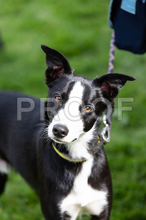 210_HebdensHappyHounds2019_craigshaw