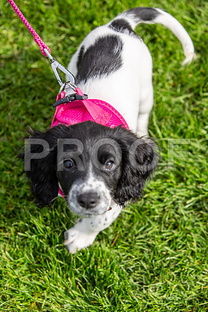 225_HebdensHappyHounds2019_craigshaw