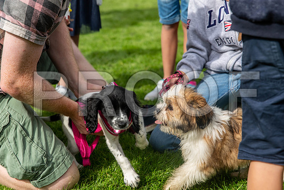 234_HebdensHappyHounds2019_craigshaw