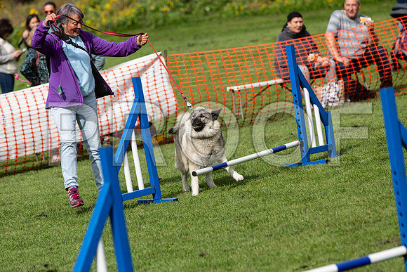 255_HebdensHappyHounds2019_craigshaw