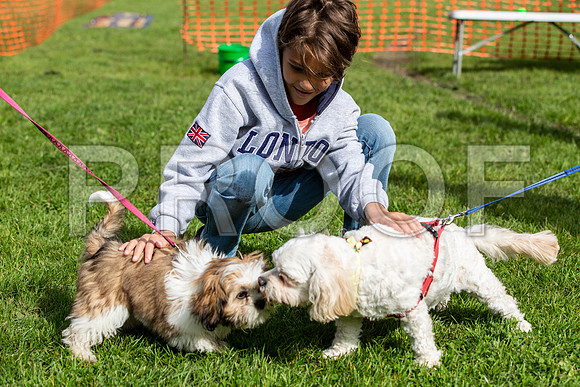 287_HebdensHappyHounds2019_craigshaw