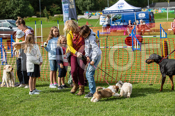331_HebdensHappyHounds2019_craigshaw