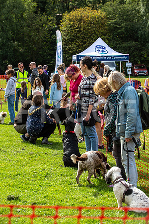 359_HebdensHappyHounds2019_craigshaw