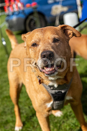 386_HebdensHappyHounds2019_craigshaw
