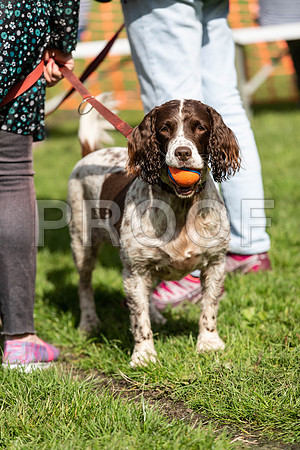 409_HebdensHappyHounds2019_craigshaw
