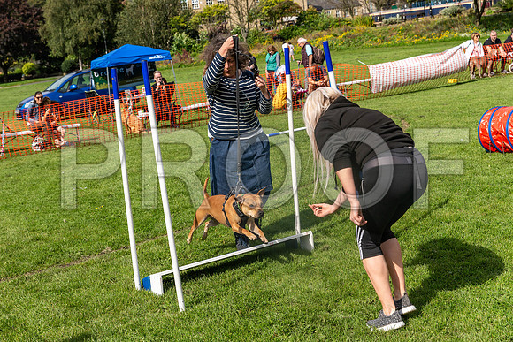 441_HebdensHappyHounds2019_craigshaw