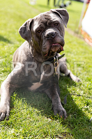 449_HebdensHappyHounds2019_craigshaw