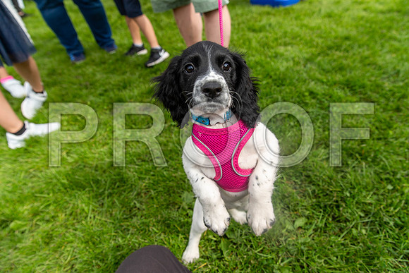 603_HebdensHappyHounds2019_craigshaw-2