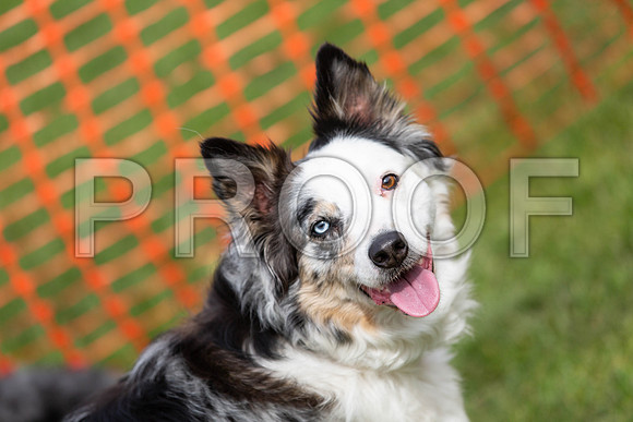 623_HebdensHappyHounds2019_craigshaw
