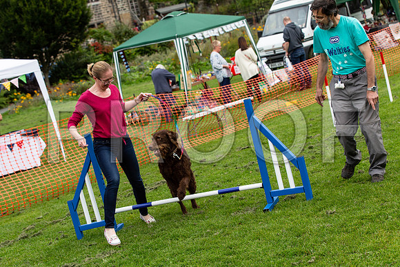 667_HebdensHappyHounds2019_craigshaw