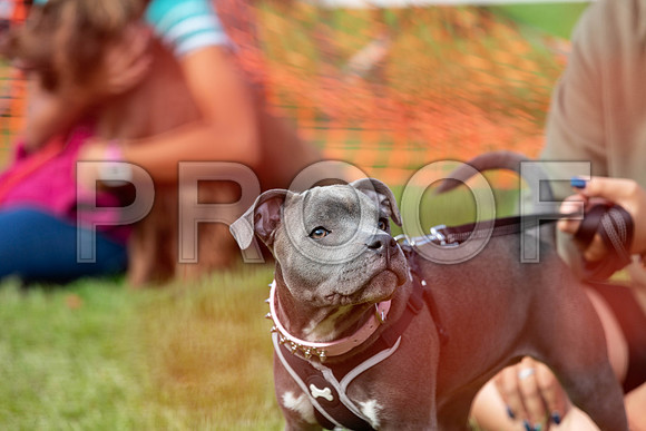 812_HebdensHappyHounds2019_craigshaw
