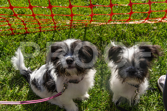 869_HebdensHappyHounds2019_craigshaw