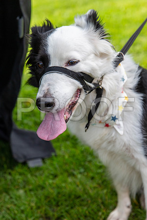 64_HebdensHappyHounds2019_craigshaw