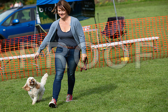 92_HebdensHappyHounds2019_craigshaw