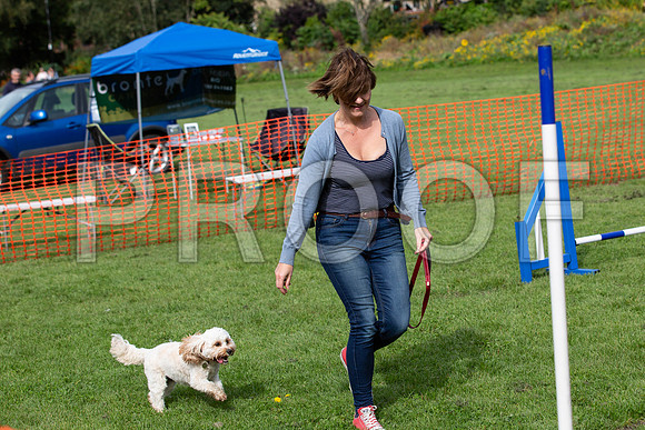 97_HebdensHappyHounds2019_craigshaw