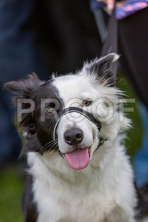 123_HebdensHappyHounds2019_craigshaw
