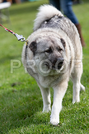 194_HebdensHappyHounds2019_craigshaw