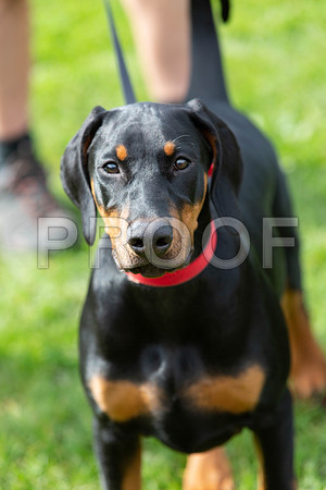 197_HebdensHappyHounds2019_craigshaw