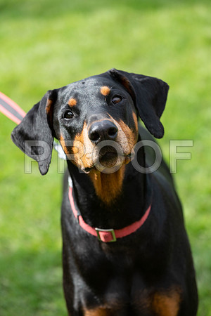 204_HebdensHappyHounds2019_craigshaw