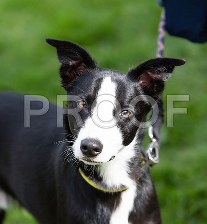 208_HebdensHappyHounds2019_craigshaw