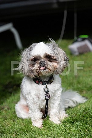 232_HebdensHappyHounds2019_craigshaw
