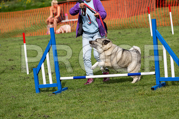 258_HebdensHappyHounds2019_craigshaw