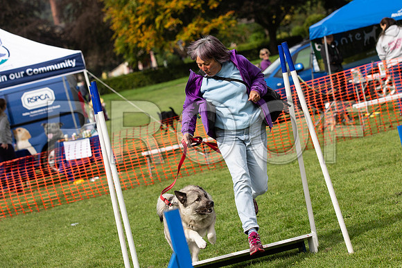 262_HebdensHappyHounds2019_craigshaw