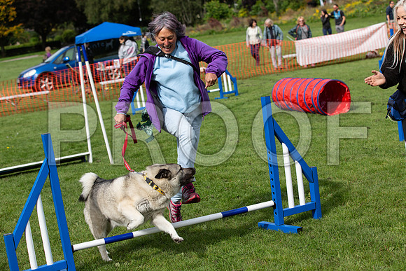 265_HebdensHappyHounds2019_craigshaw