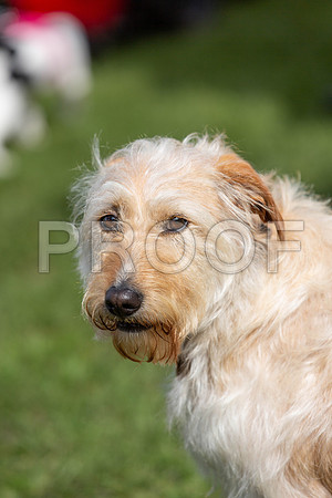 267_HebdensHappyHounds2019_craigshaw