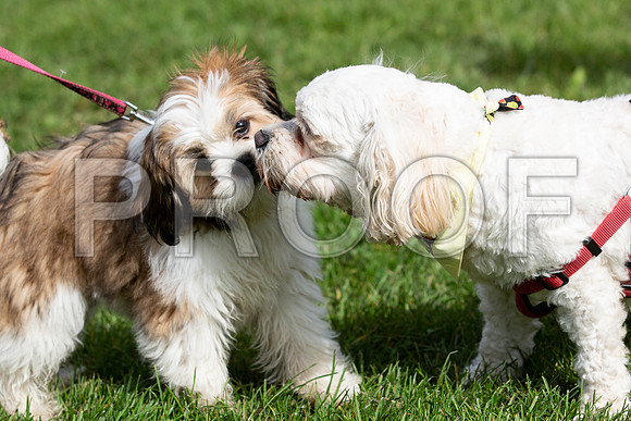 278_HebdensHappyHounds2019_craigshaw