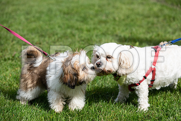 283_HebdensHappyHounds2019_craigshaw