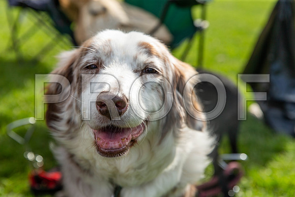 306_HebdensHappyHounds2019_craigshaw