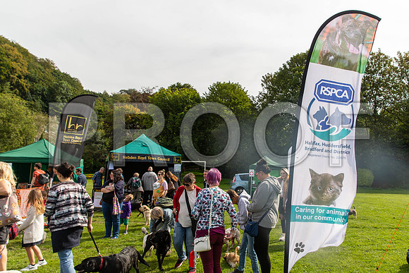 309_HebdensHappyHounds2019_craigshaw