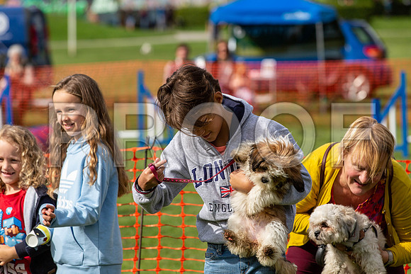 336_HebdensHappyHounds2019_craigshaw