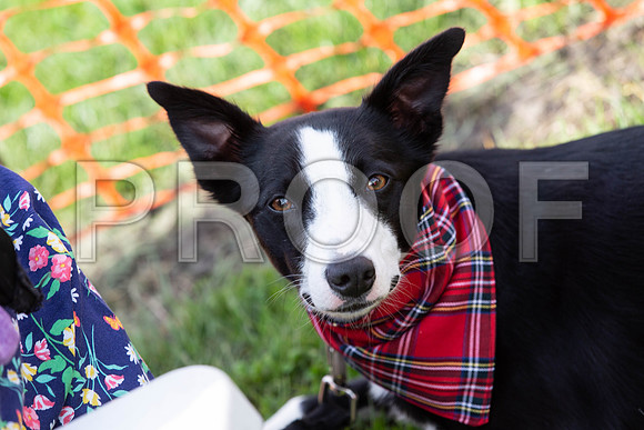 341_HebdensHappyHounds2019_craigshaw