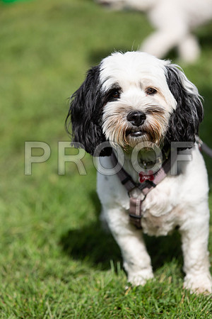 419_HebdensHappyHounds2019_craigshaw