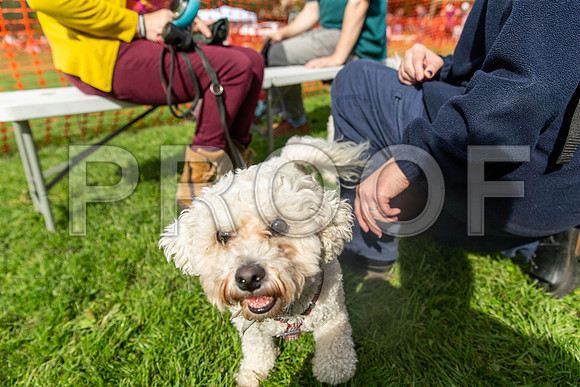 457_HebdensHappyHounds2019_craigshaw