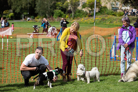461_HebdensHappyHounds2019_craigshaw