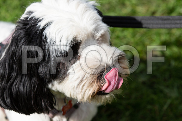 474_HebdensHappyHounds2019_craigshaw