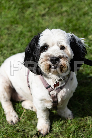 476_HebdensHappyHounds2019_craigshaw