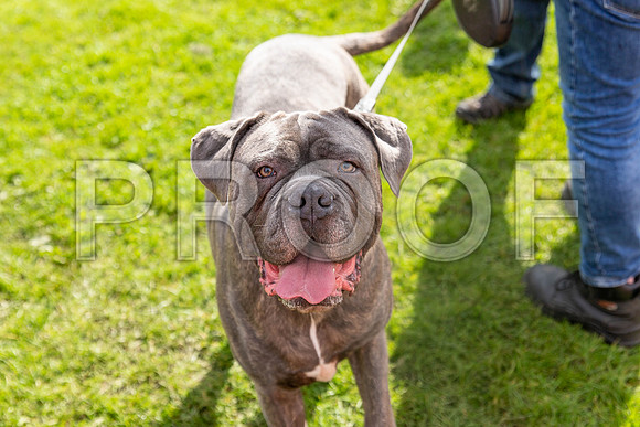 497_HebdensHappyHounds2019_craigshaw