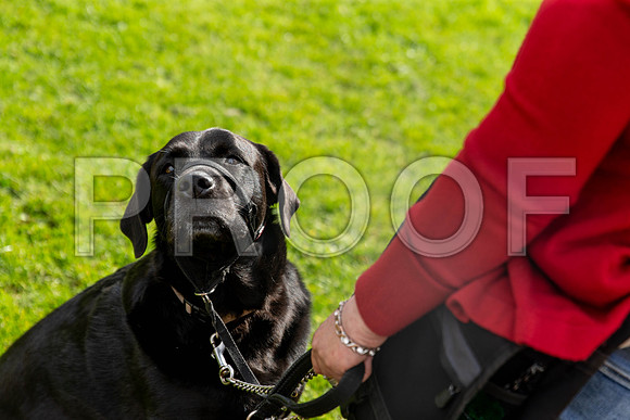504_HebdensHappyHounds2019_craigshaw