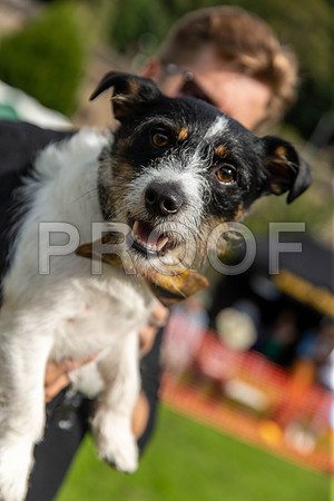 509_HebdensHappyHounds2019_craigshaw