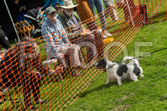 519_HebdensHappyHounds2019_craigshaw