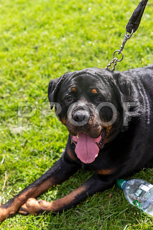 520_HebdensHappyHounds2019_craigshaw