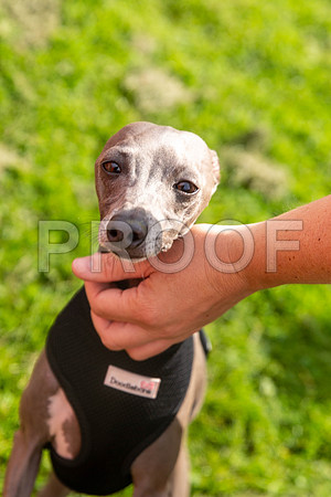 524_HebdensHappyHounds2019_craigshaw