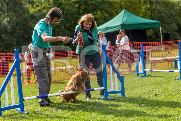 535_HebdensHappyHounds2019_craigshaw