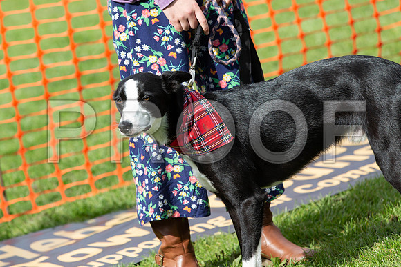 544_HebdensHappyHounds2019_craigshaw