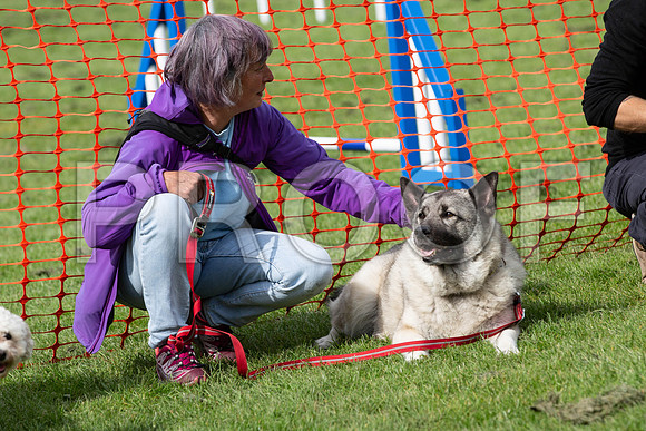 545_HebdensHappyHounds2019_craigshaw